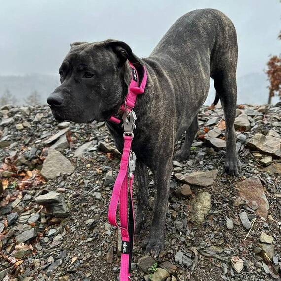 Sicherheits-Hundeleine • verschiedene Modelle • Raspberry