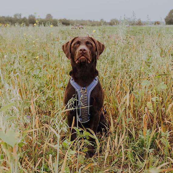 Premium-Hundegeschirr gepolstert mit Haltegriff • blau | grau