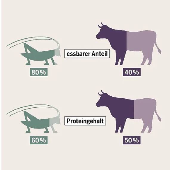 Nassfutter für Hunde 'Insektenpower' • napani