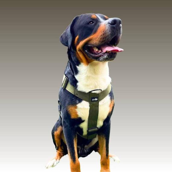 Y-Geschirr, verstellbar • mit Sicherheitsverschluss und Griff • olivgrün