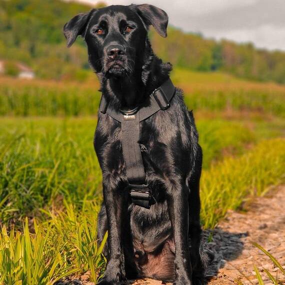 Y-Geschirr, verstellbar • mit Sicherheitsverschluss und Griff • schwarz