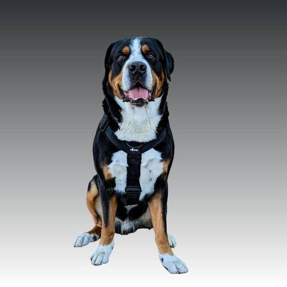 Y-Geschirr, verstellbar • mit Sicherheitsverschluss und Griff • schwarz