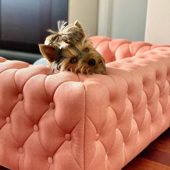 Luxus Hundesofa für kleine Hunde • GLAMOUR peach