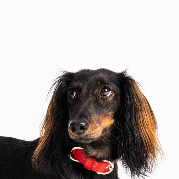 Veganes Hundehalsband aus Apfelleder rot • CLASSY SUNSET GOLD