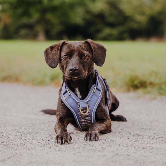 Premium-Hundegeschirr gepolstert mit Haltegriff • blau | grau