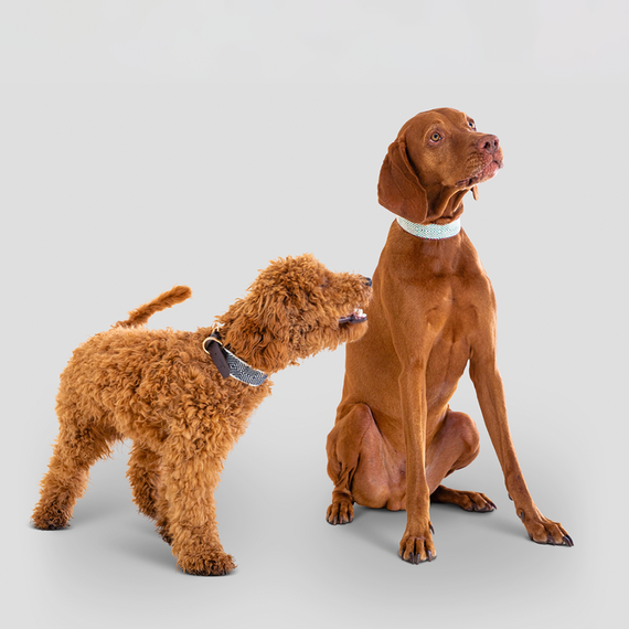 Verstellbares Hundehalsband aus Baumwolle und Apfelleder • Aponi Navy