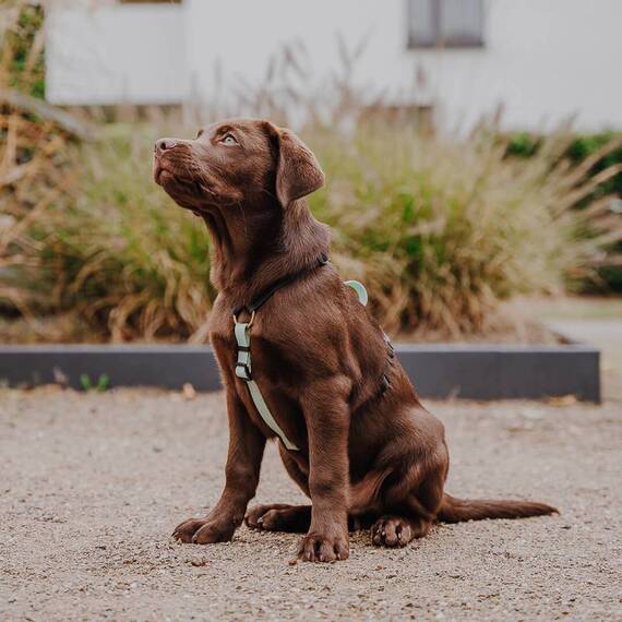 Y-Geschirr Outdoor Flex, verstellbar mit Haltegriff • schwarz | mint