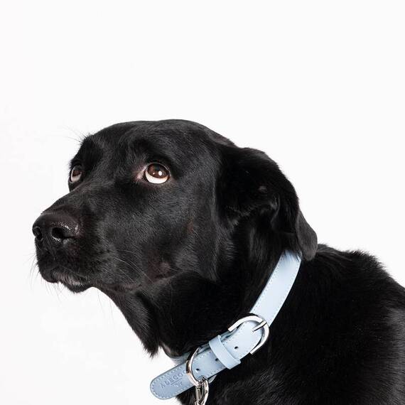 Veganes Hundehalsband aus Apfelleder blau • CLASSY ICE GOLD
