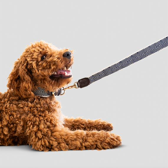 Hundeleine aus Baumwolle und Apfelleder, 130cm • Aponi Navy