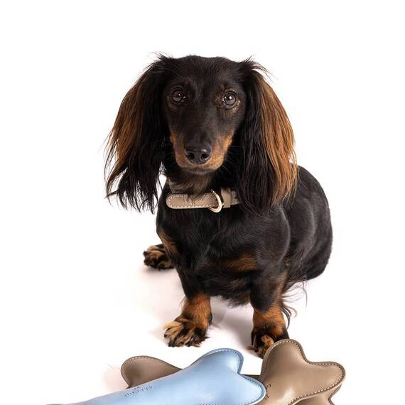 Veganes Hundehalsband aus Apfelleder beige • CLASSY SAND SILVER