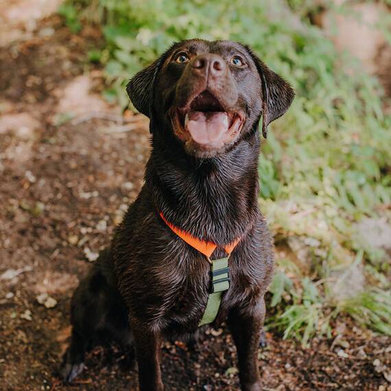 Y-Geschirr Outdoor Flex, verstellbar mit Haltegriff • neonorange | grün
