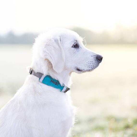 SOS Namensschild für den Hund mit Telefonnummer • Klettverschluss