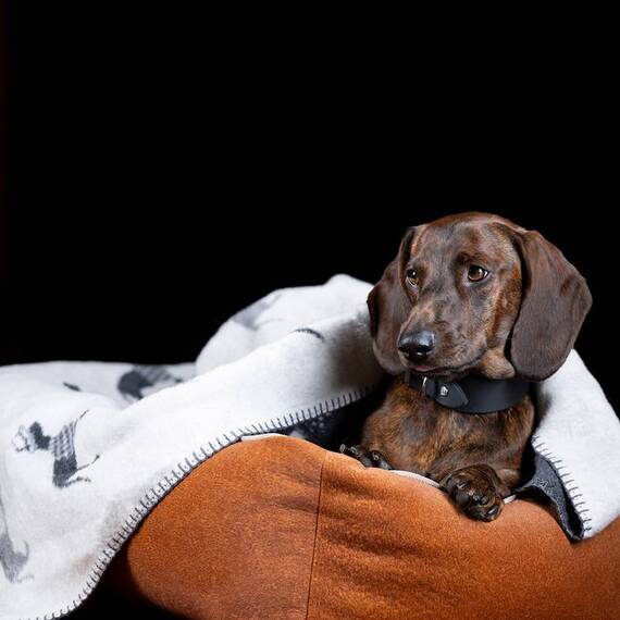 Doubleface Hundedecke mit Dackelmotiv 'Teckel' • Laboni