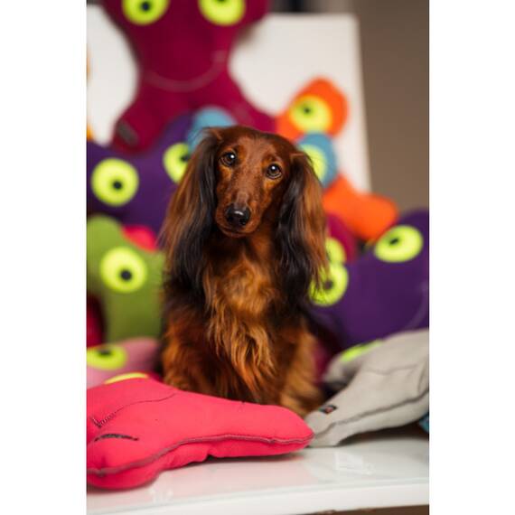 Kuscheltier für Hunde • Knaudibert safran