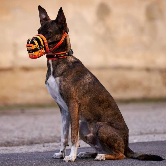 Maulkorb Maßanfertigung aus BioThane®