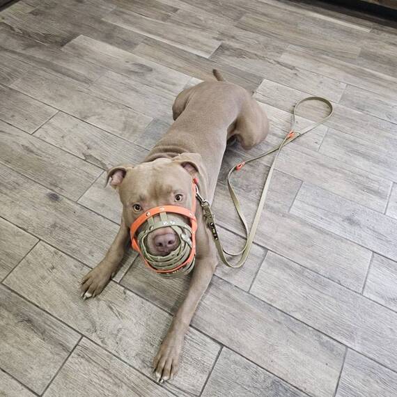 Maulkorb Maßanfertigung aus BioThane®