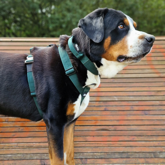 Leichtes Y-Geschirr, gepolstert mit Haltegriff • dunkelgrün