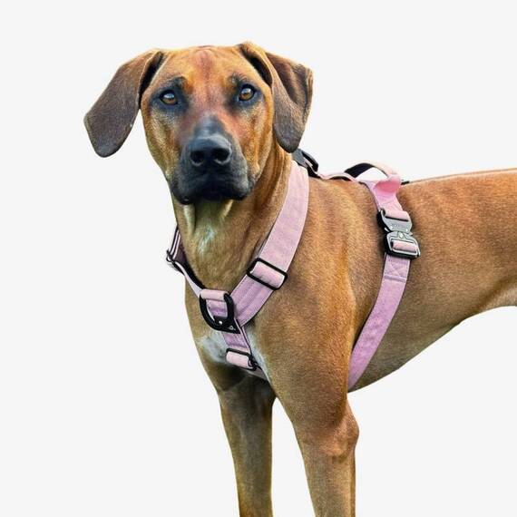 Leichtes Y-Geschirr, gepolstert mit Haltegriff • altrosa