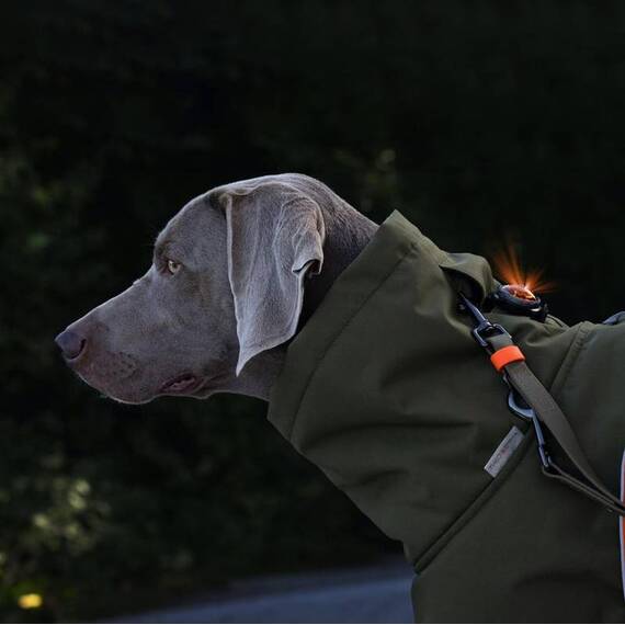 Wasserfester Wintermantel für Hunde • Oskar von Theo & Emma