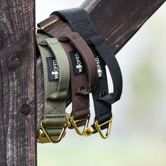 Breites Tactical Halsband mit Griff • oliv | gold