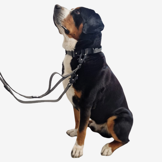 Sicherheits-Hundeleine mit Tactical Karabiner • dreifach verstellbar • anthrazit