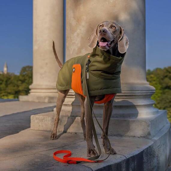 Brustband für Hunde-Wintermantel orange • Theo & Emma