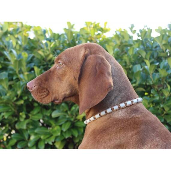 Schmuckhalsband für Hunde aus EM-Keramik