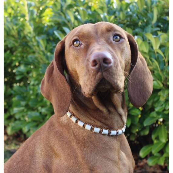 Schmuckhalsband für Hunde aus EM-Keramik