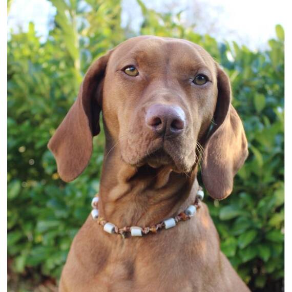 Schmuckhalsband für Hunde aus EM-Keramik und Bernstein