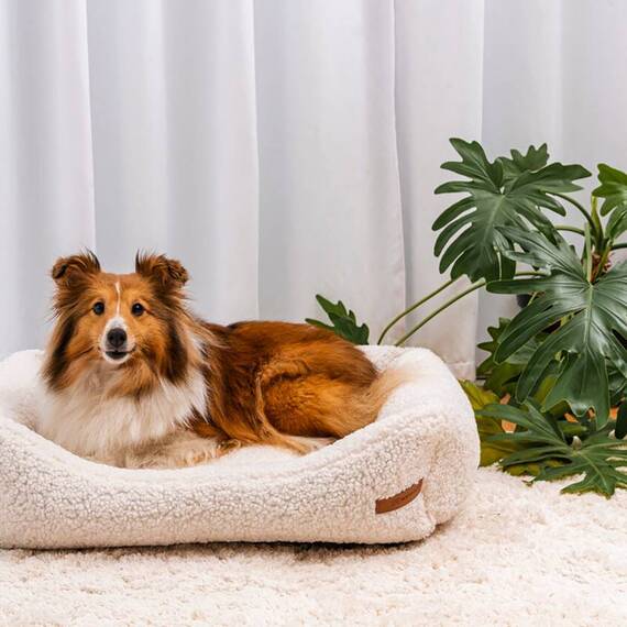 Hundebett mit Rand • Teddyplüsch crème