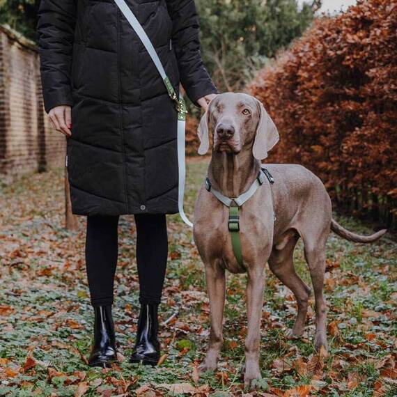 Y-Geschirr Outdoor Flex, verstellbar mit Haltegriff • grau | grün