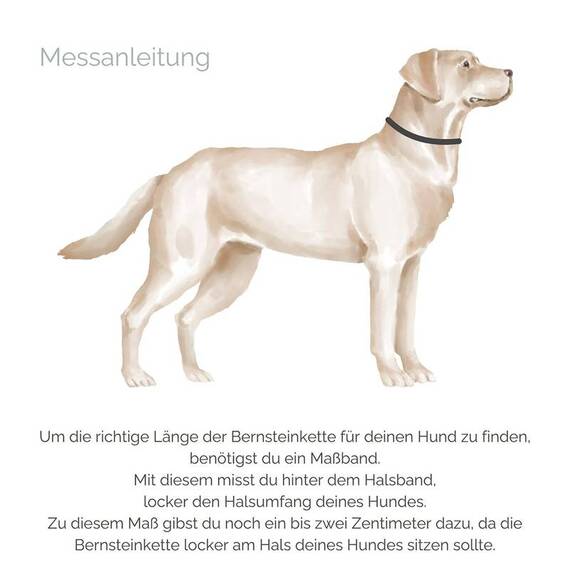 Bernsteinkette für Hunde • türkis