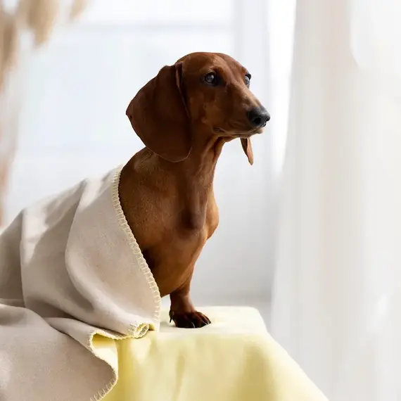 Wendedecke für Hunde REVERSO gelb | sand