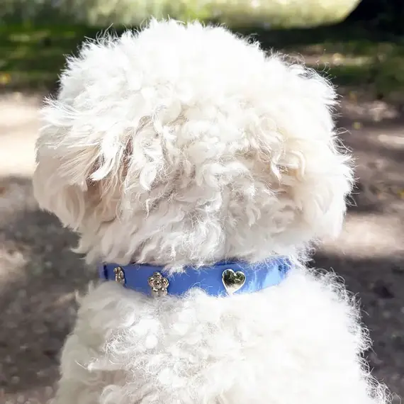 Hundehalsband-Anhänger ☆ Charm Herz silber