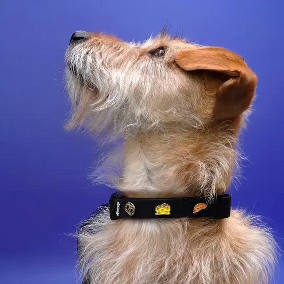 Hundehalsband-Anhänger ☆ Charm Käse