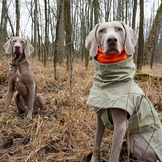 Hunde-Loop Fleece mit Halsband-Öffnung • orange