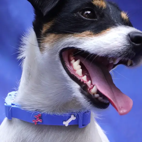 Hundehalsband-Anhänger ☆ Charm Ballon-Hund pink