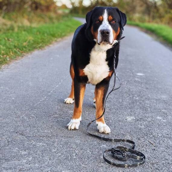 Wasserfeste Hundeleine, verstellbar • WOOFLEX® Pro Woodland Camo