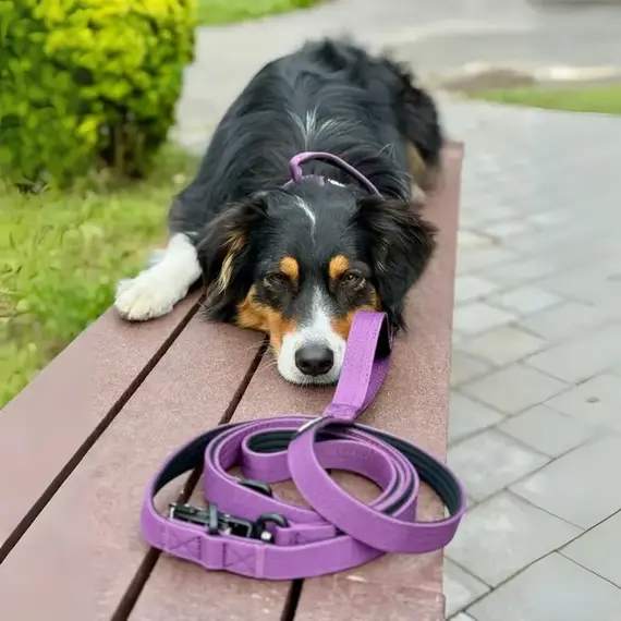 Sicherheits-Hundeleine • 250 cm • Velvet Purple