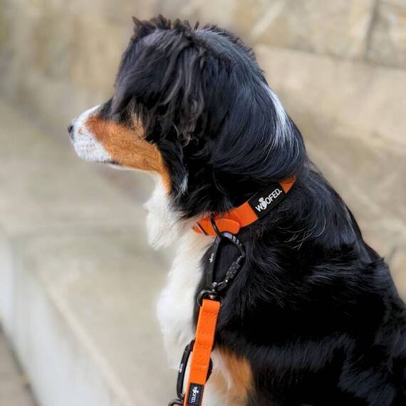 Wasserfeste Hundeleine, verstellbar • WOOFLEX® Pro Sunset Orange