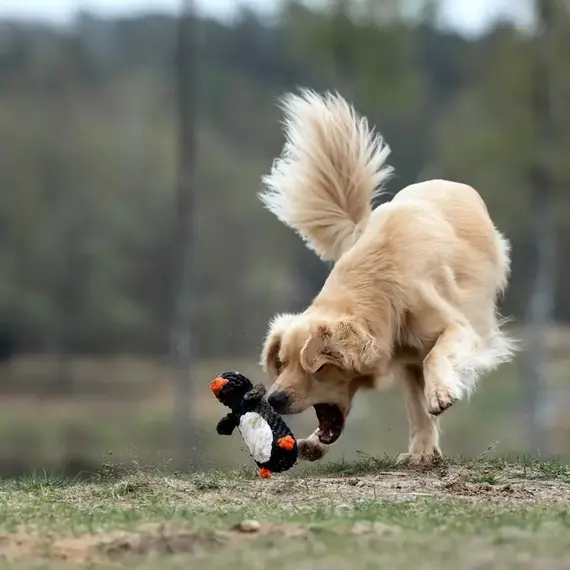 Zahnpflege Hundespielzeug ☆ LABONI Set 'Winter Fun'
