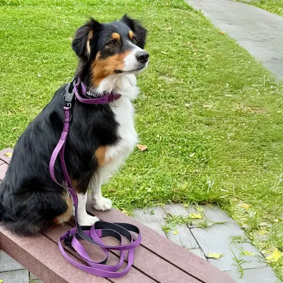 Sicherheits-Hundeleine • 250 cm • Velvet Purple