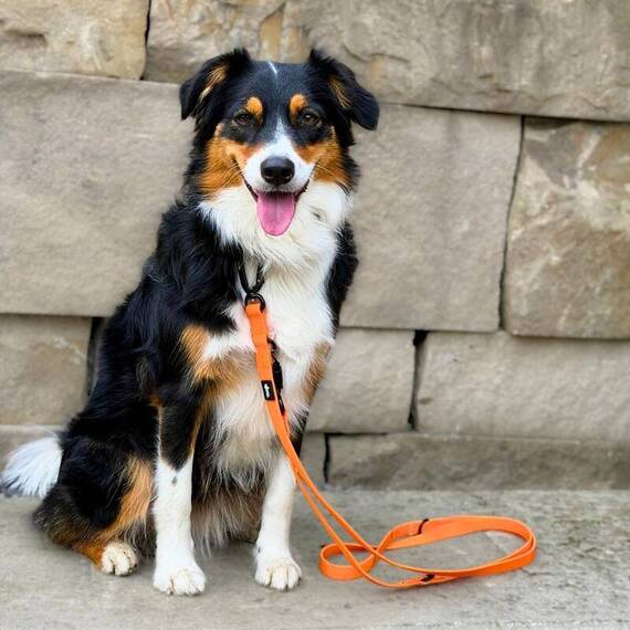 Wasserfeste Hundeleine, verstellbar • WOOFLEX® Pro Sunset Orange