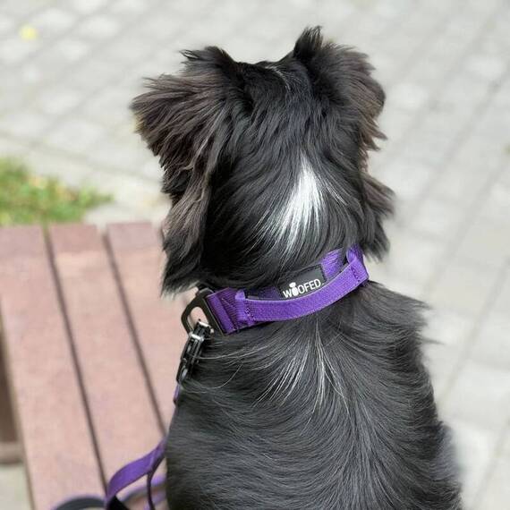 Sicherheits-Hundehalsband mit Griff + Tactical Karabiner • Velvet Purple