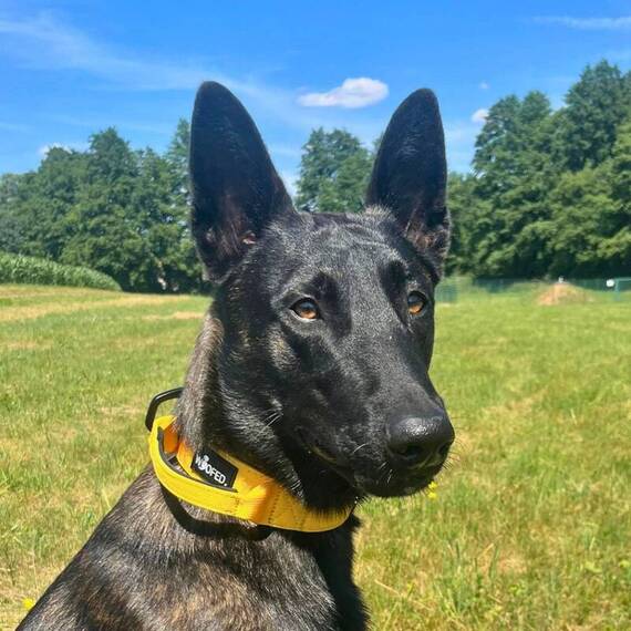 Sicherheits-Hundehalsband mit Griff + Tactical Karabiner • Sunset Yellow