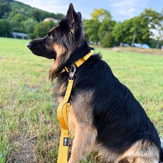 Sicherheits-Hundeleine • 250 cm • Sunset Yellow