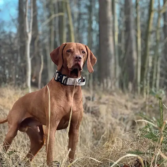 Sicherheits-Hundehalsband • gepolstert + verstellbar • Desert Tan