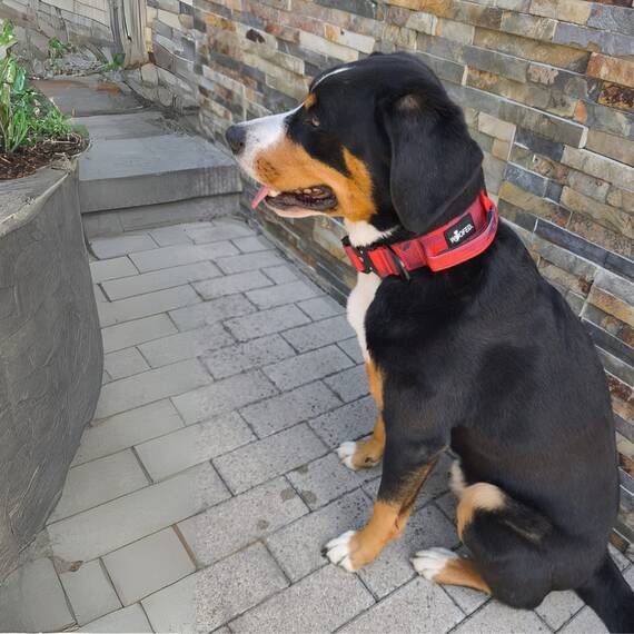 Tactical Halsband • gepolstert + verstellbar • Red Camo