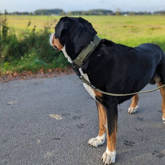 Tactical Halsband • gepolstert + verstellbar • Military Olive