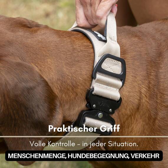 Sicherheits-Hundehalsband • gepolstert + verstellbar • Desert Tan
